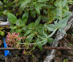 Centranthus ruber