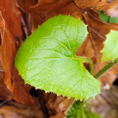 Adenostyles alliariae