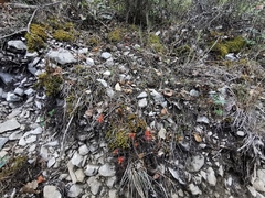 Castilleja salaisolaveae