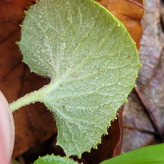 Adenostyles alliariae