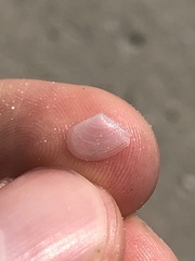 Tellinidae