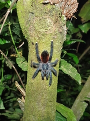 Avicularia avicularia