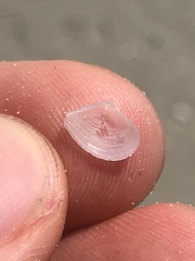 Tellinidae