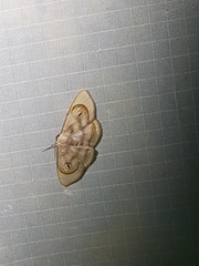 Problepsis achlyobathra