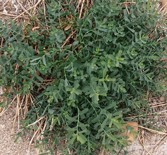 Euphorbia serrata