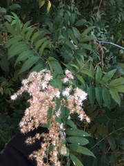 Sorbaria sorbifolia