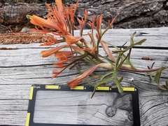 Castilleja salaisolaveae