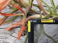 Castilleja salaisolaveae