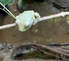 Boana platanera