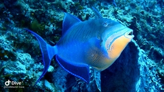 Balistes vetula