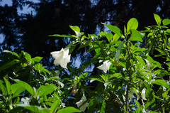 Brugmansia suaveolens