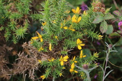 Ulex europaeus