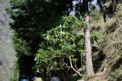 Brugmansia suaveolens
