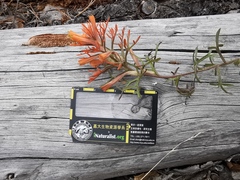 Castilleja salaisolaveae