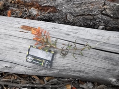 Castilleja salaisolaveae