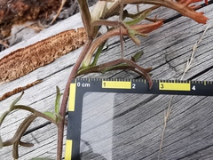 Castilleja salaisolaveae