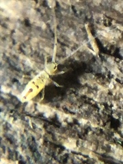 Paronellidae