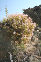 Pelargonium spinosum image