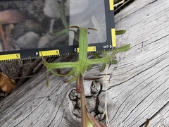 Castilleja salaisolaveae