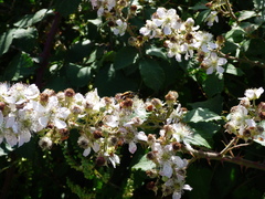 Lepturini