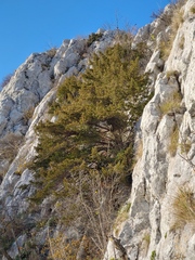 Taxus baccata