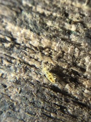 Paronellidae