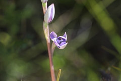 Thelymitra