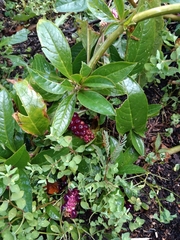 Phytolacca