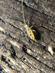 Paronellidae