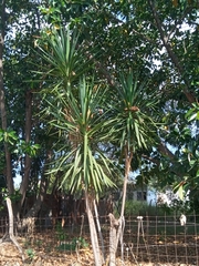 Yucca gigantea