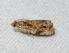 Olethreutes furfuranum