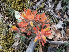 Castilleja salaisolaveae