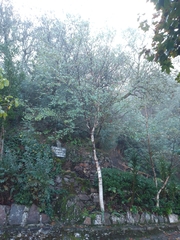 Betula pendula