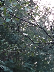 Betula pendula