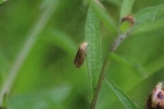 Eucosma cana