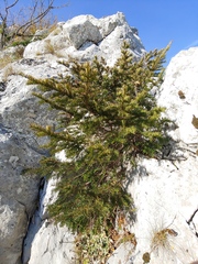 Taxus baccata