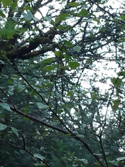 Betula pendula