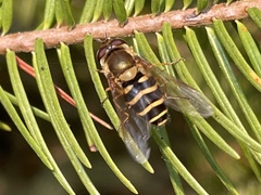 Syrphus