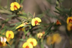 Bossiaea linophylla