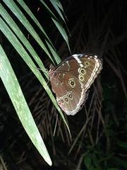 Morpho