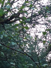 Betula pendula