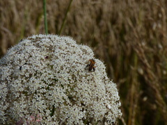 Oedemera podagrariae