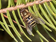 Syrphus