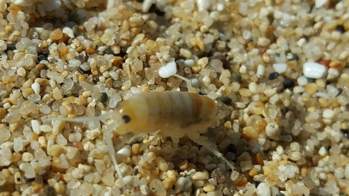 Megalorchestia columbiana