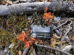 Castilleja salaisolaveae