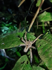 Phoneutria boliviensis