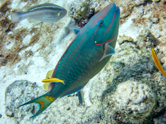 Halichoeres maculipinna