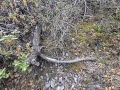 Castilleja salaisolaveae