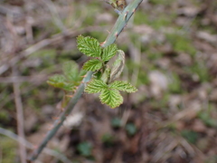Rubus leucodermis