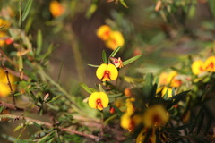Bossiaea linophylla